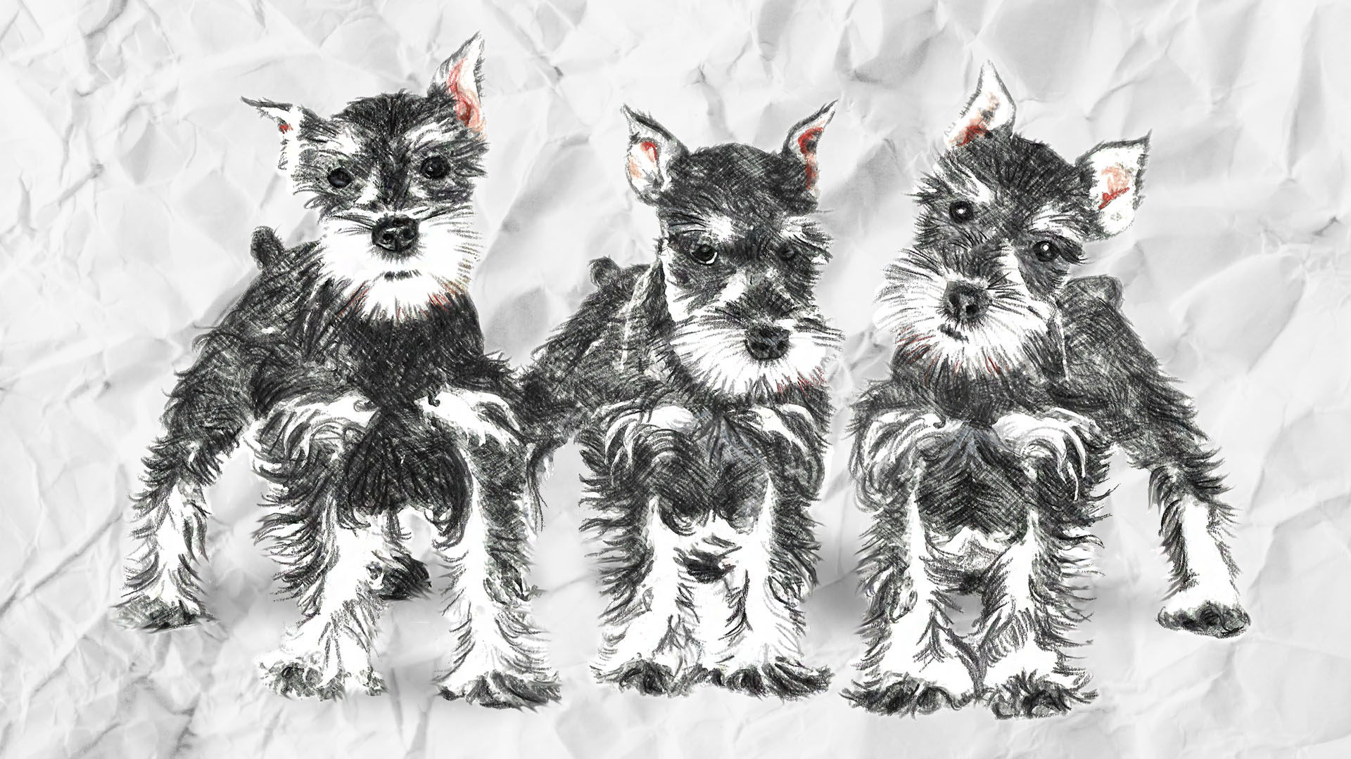 Miniature Schnauzers