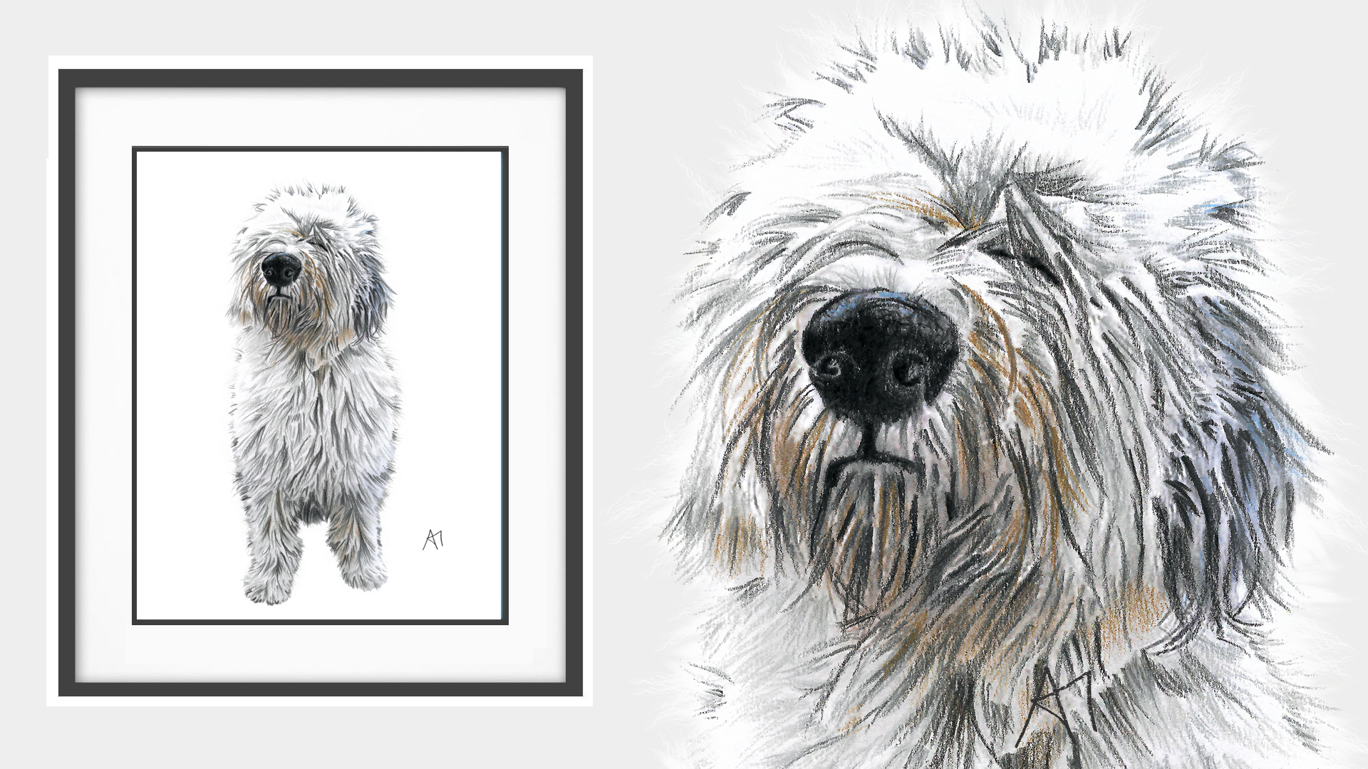 Shambles the Old English Sheepdog from Co. Down, Northern Ireland